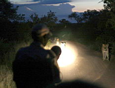 lions akeru IMG_4407.JPG